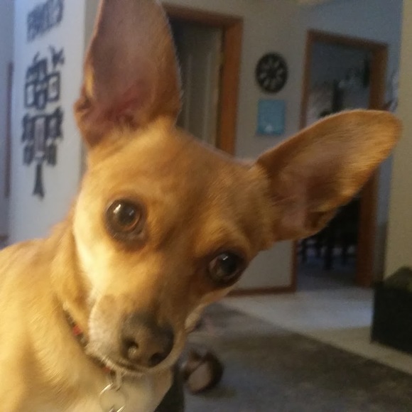 Meet your Posher, Jerry - Picture 1 of 1